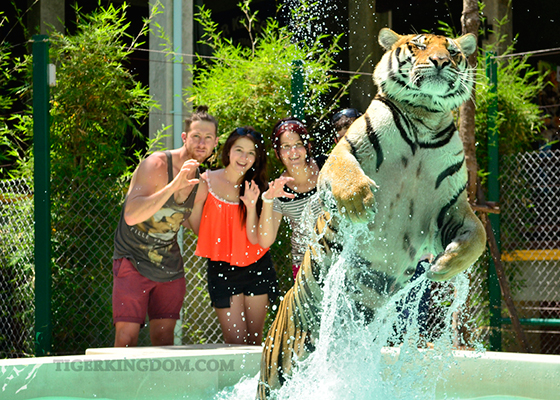 Ziplines & Tigers: Phuket's Wildest Day Out