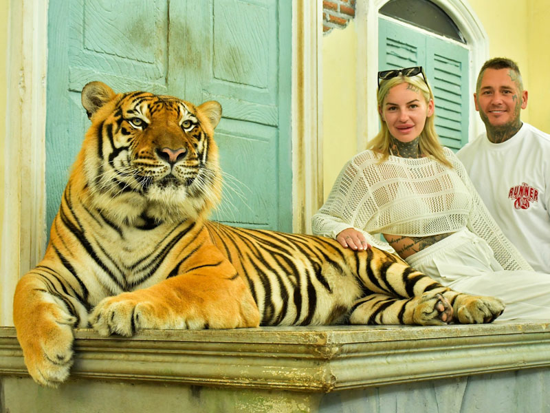 Ziplines & Tigers: Phuket's Wildest Day Out