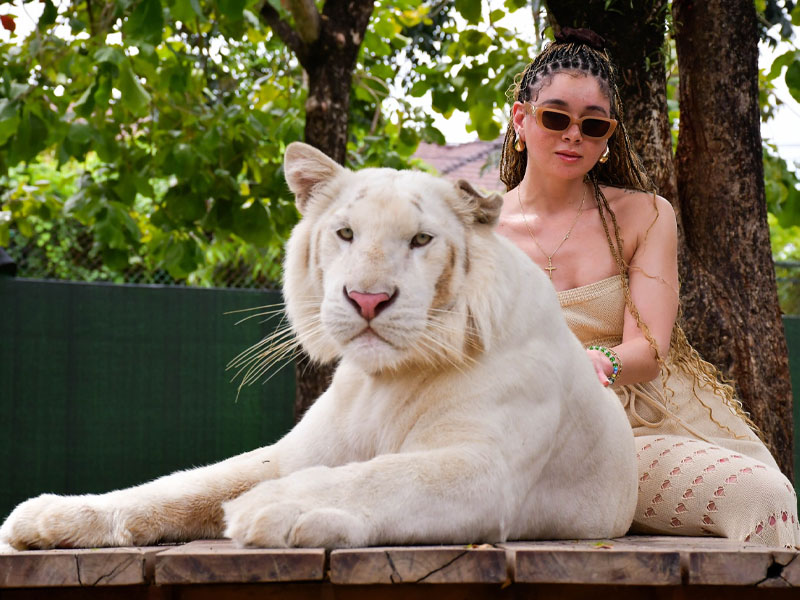 Ziplines & Tigers: Phuket's Wildest Day Out