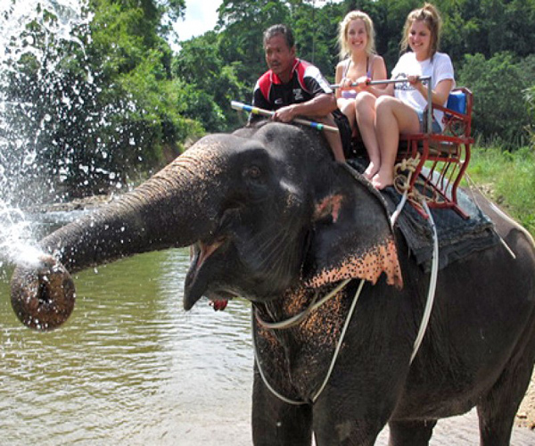 Elephant Trekking 1 hrs Min 2 pax No Lunch