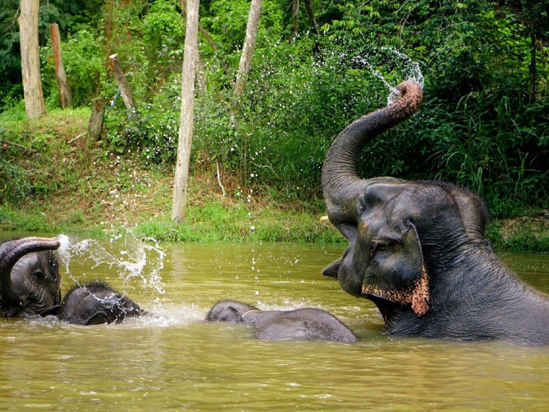 Elephant Wildlife Sanctuary