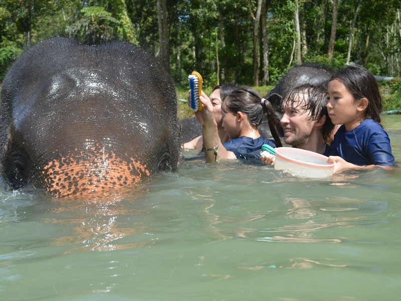 Phuket Elephant Bathing Tours