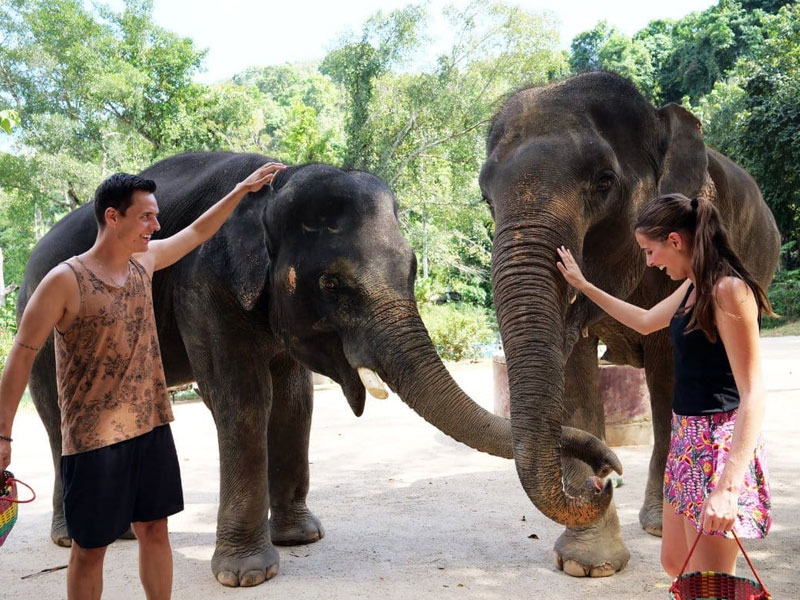 Phuket Elephant Care Sanctuary Tour