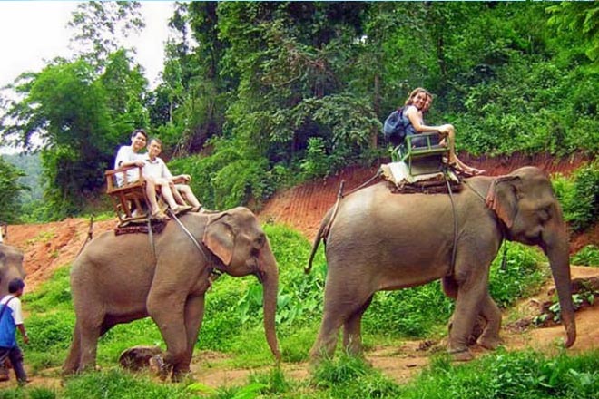 Sightseeing and Elephant Safari Tour