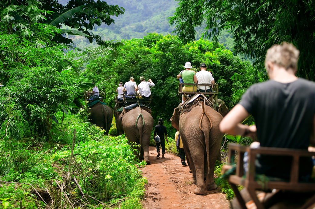 Khao Sok National Park Jungle Safari Tours