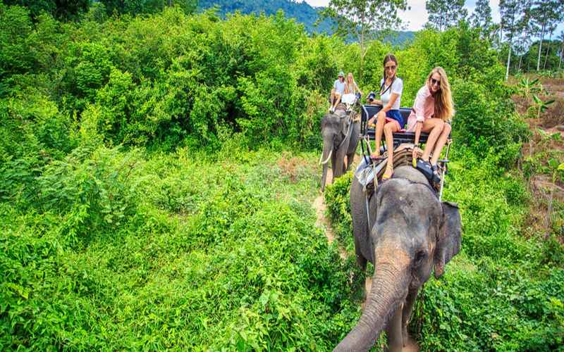 Elephant Trekking 1 hrs Min 2 pax No Lunch