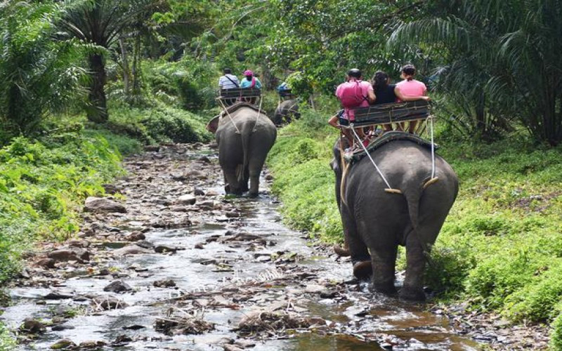 Elephant Trekking 1 hrs Min 2 pax No Lunch