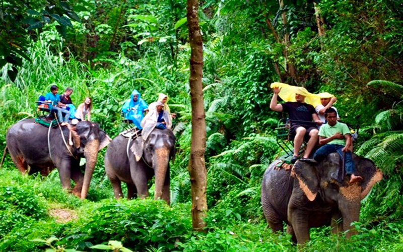 Elephant Trekking 1 hrs Min 2 pax No Lunch