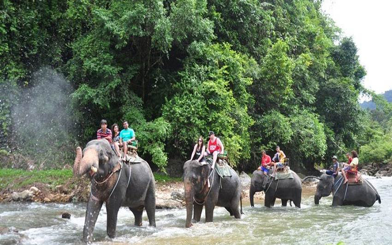 Elephant Trekking & Baby Show Half Day No Lunch