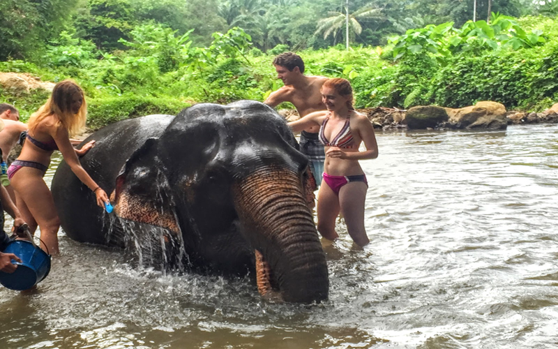Elephant Trekking & Baby Show Half Day No Lunch