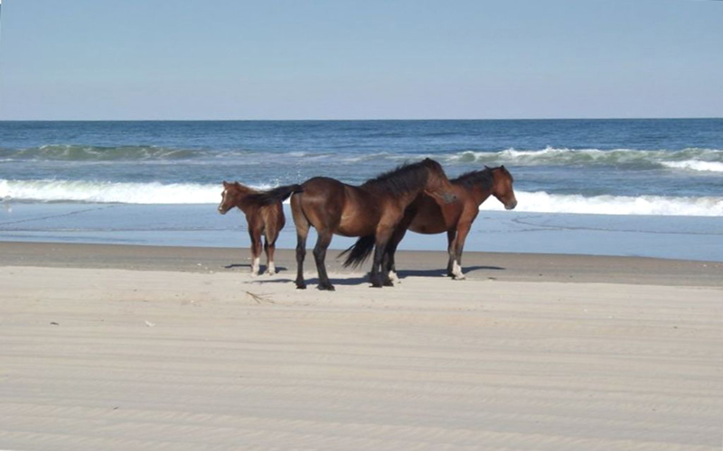 Horse Ridding