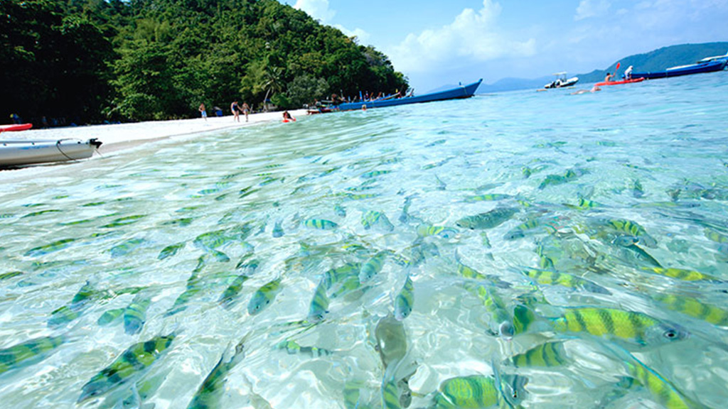 Coral Island half day tour by catamaran