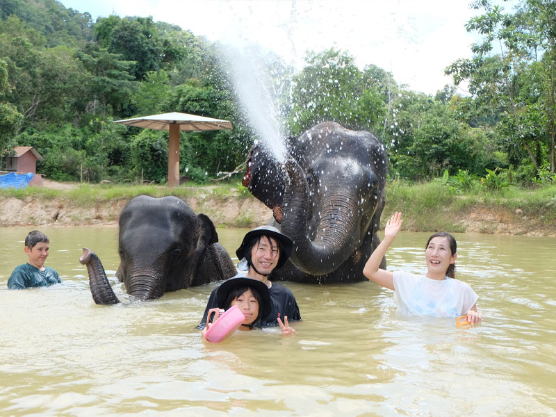 Phuket Elephant Care Sanctuary Tour