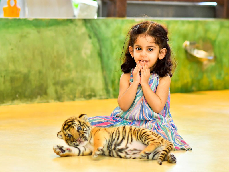 Ziplines Adventure with Tiger Kingdom