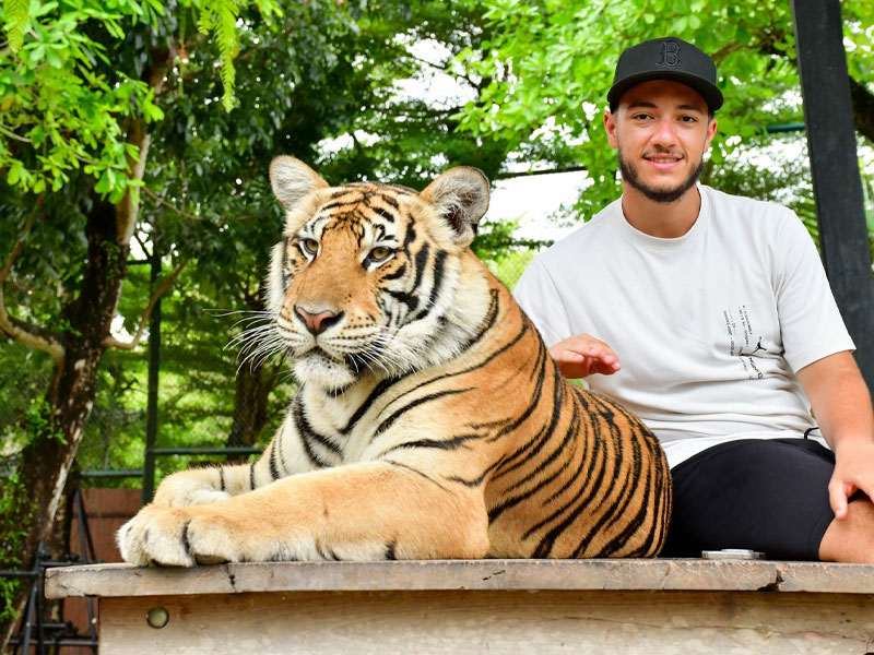 Ziplines Adventure with Tiger Kingdom
