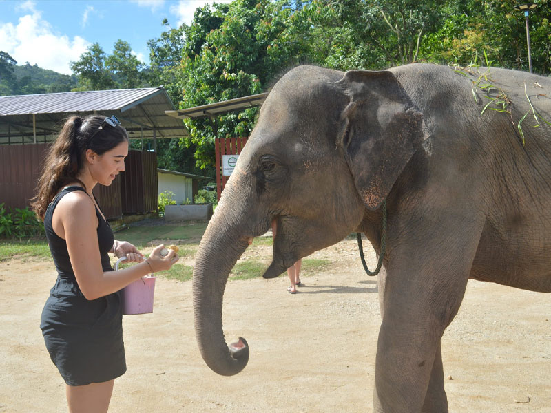 Elephant Trekking Adventure Tour