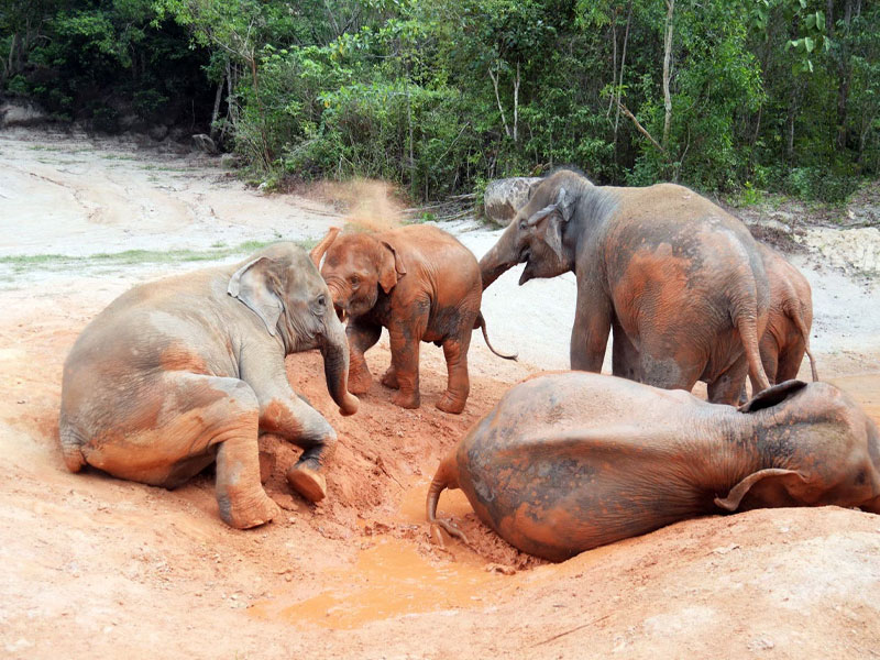 Elephant Keeper for a Day