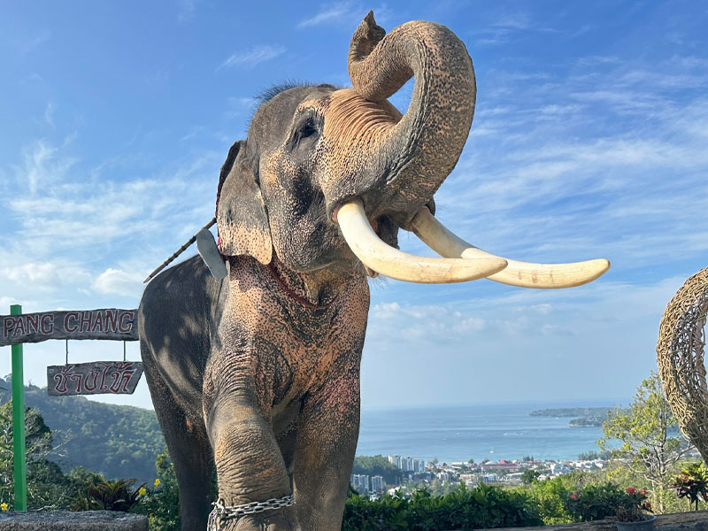 Elephant Keeper for a Day