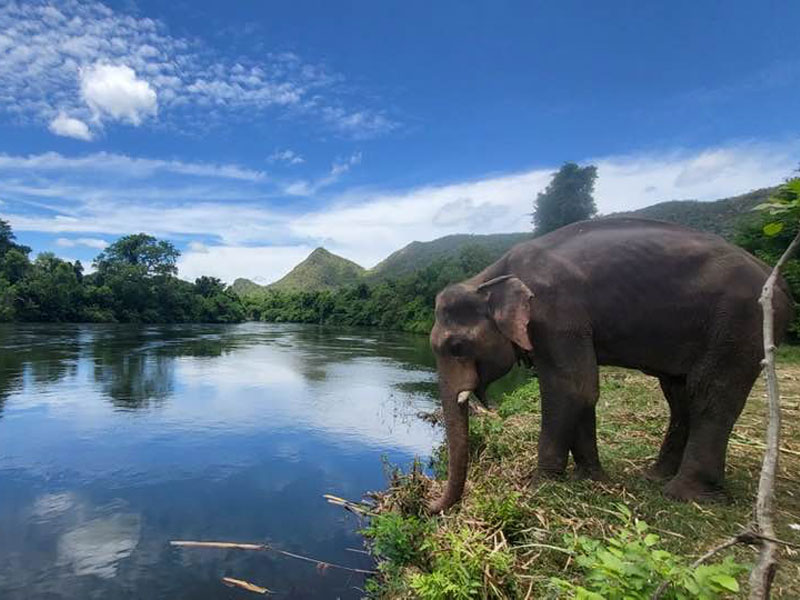 Elephant Friendly at ElephantsWorld