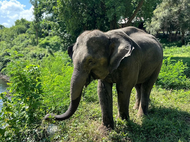 Elephant Friendly at ElephantsWorld
