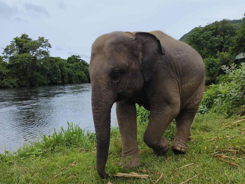 Elephant Friendly at ElephantsWorld
