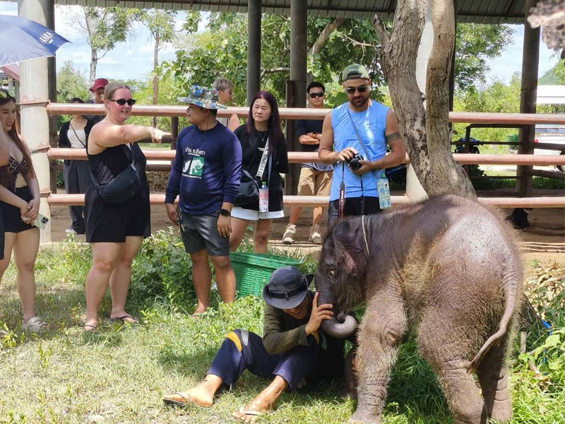 Elephant Friendly at ElephantsWorld