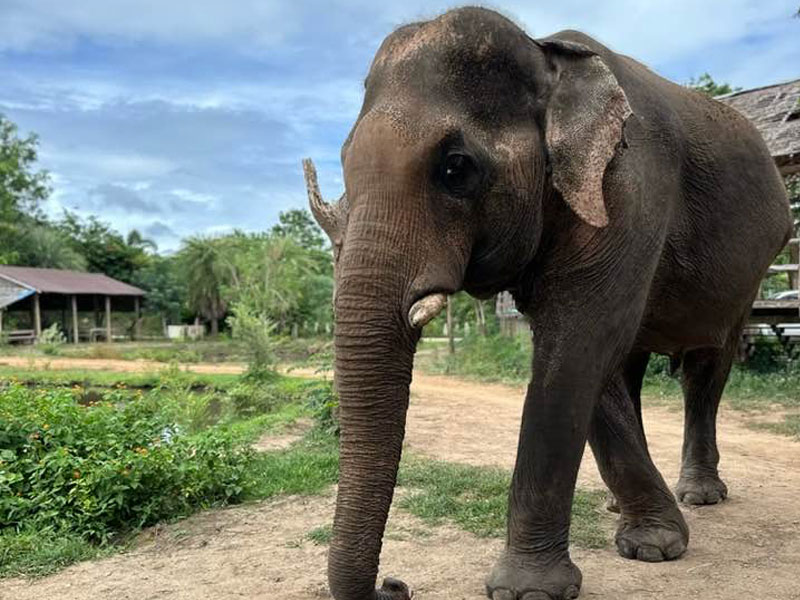 Elephant Friendly at ElephantsWorld