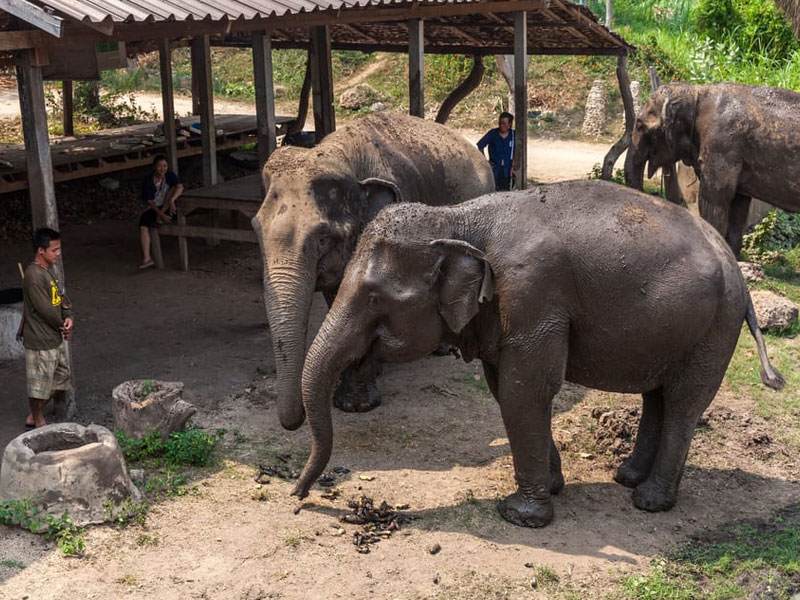 Elephant Friendly at ElephantsWorld