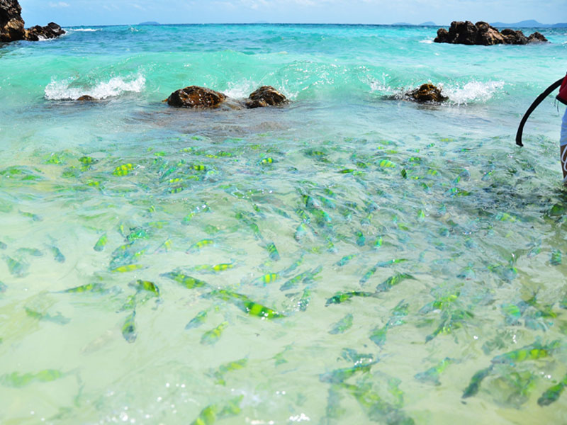 Private charter to Khai Islands & Rang Yai Islands